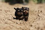 YORKSHIRE TERRIER 448